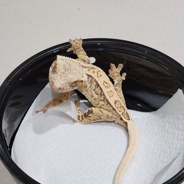 White Crown Drippy White Spot Quad