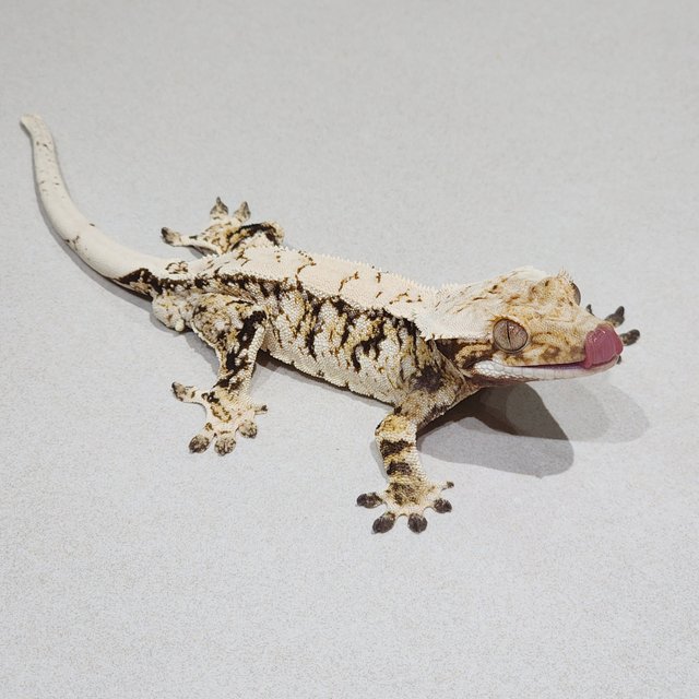 Drippy White Spot Tri Extreme Harlequin