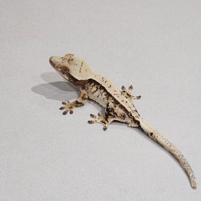 Tri Extreme Harlequin White Spot