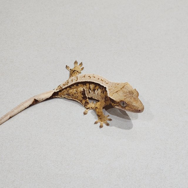 화이트스팟 트라이 익스트림할리퀸