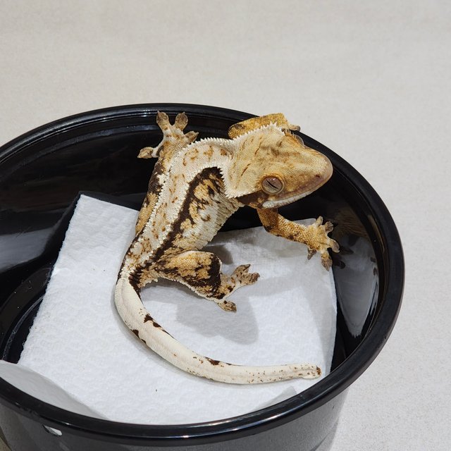 Tri Extreme Harlequin Drippy