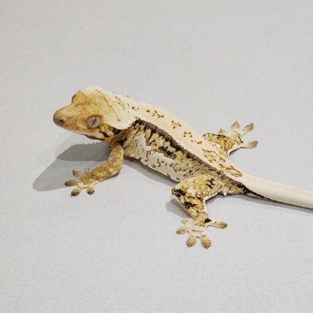 Drippy White Spot Quad White Crown