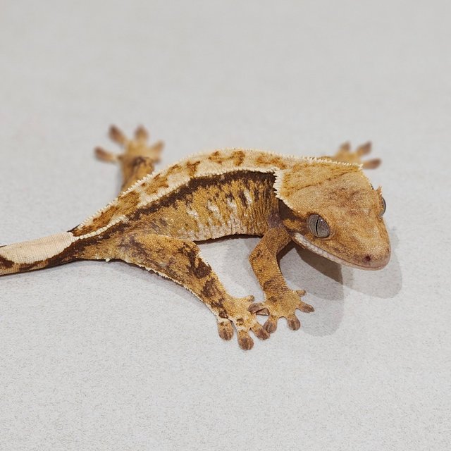 Drippy Tri Extreme Harlequin