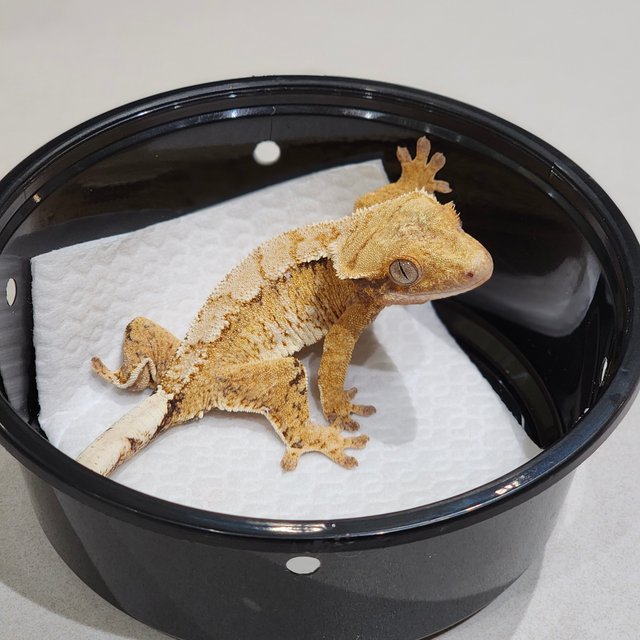 White Crown Tri Extreme Harlequin White Spot