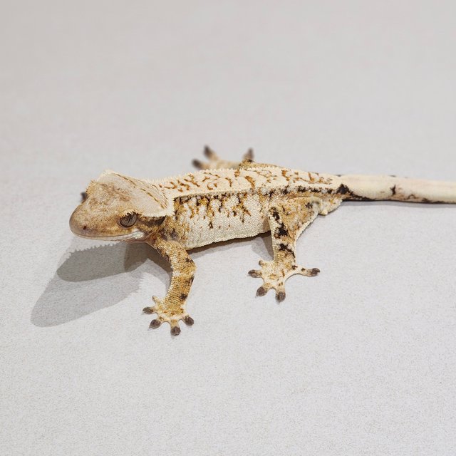 Tri Extreme Harlequin White Crown White Spot Drippy