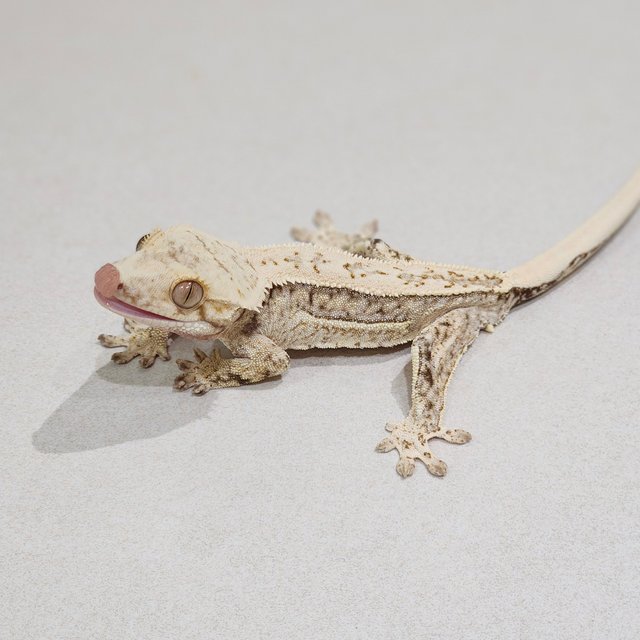 Quad Drippy White Spot