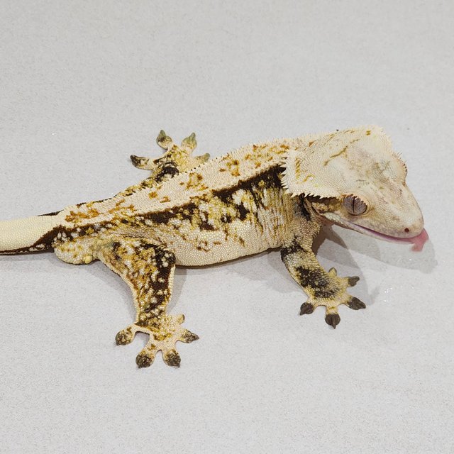 Tri Extreme Harlequin White Spot White Pin