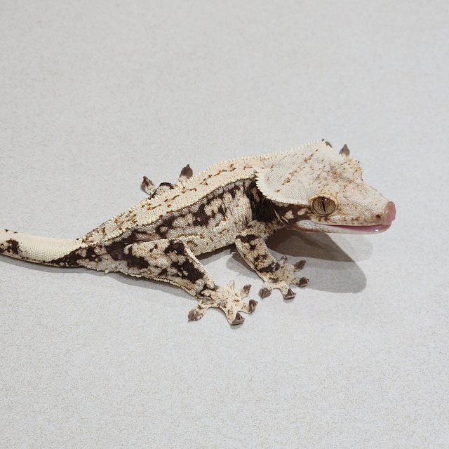 Drippy Quad White Spot