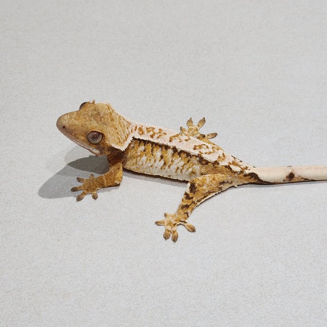 White Crown Tri Extreme Harlequin White Spot