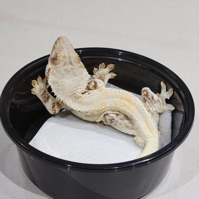 Solid Back Lilly White