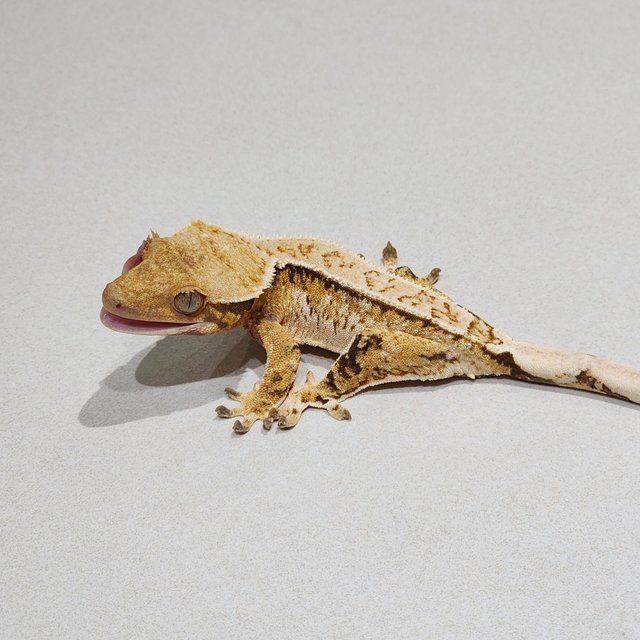 White Crown Tri Extreme Harlequin White Spot