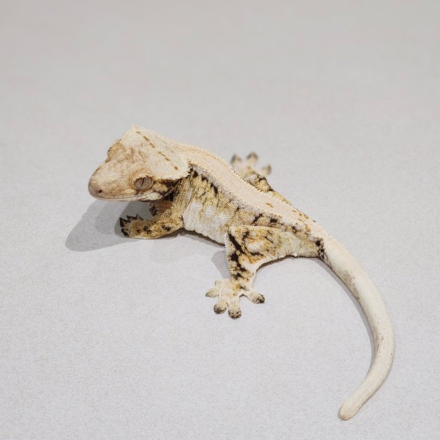 Drippy White Spot Solid Back