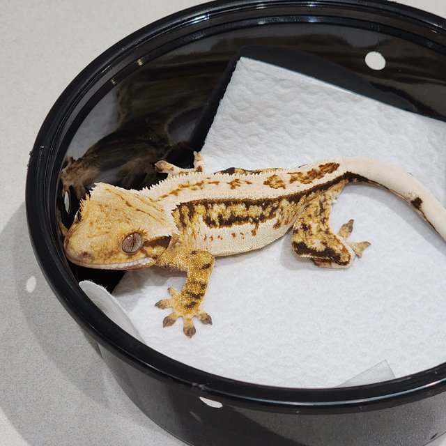 Full Pinstripe Drippy Tri Quad White Spot White Crown