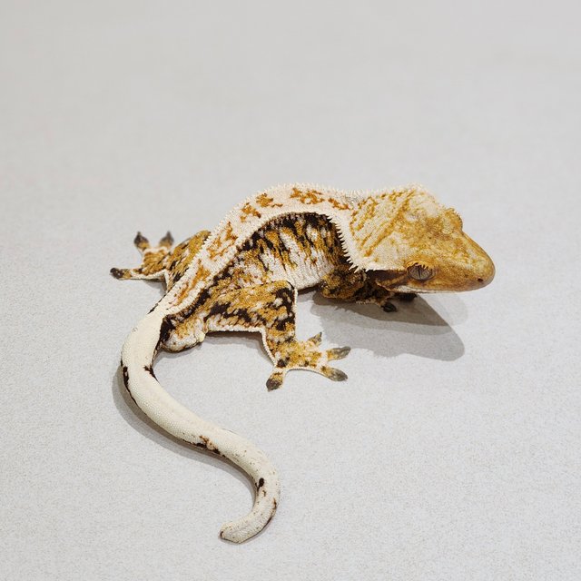 White Spot Extreme Harlequin Tri White Crown Drippy