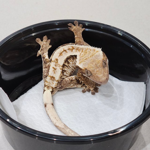 드리피 화이트스팟 화이트크라운 화이트핀 카푸치노