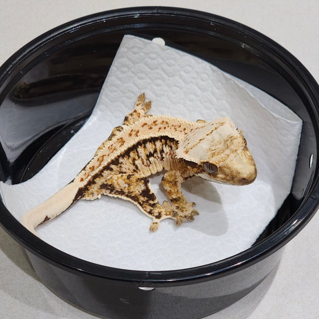 드리피 트라이 익스트림할리퀸 풀핀