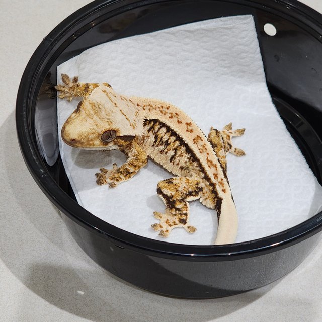 드리피 트라이 익스트림할리퀸 풀핀