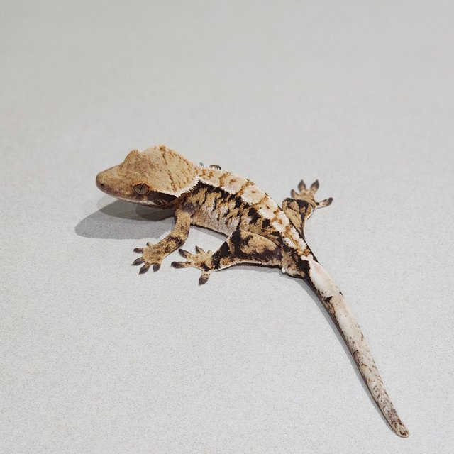 트라이 익스트림할리퀸 화이트핀 드리피