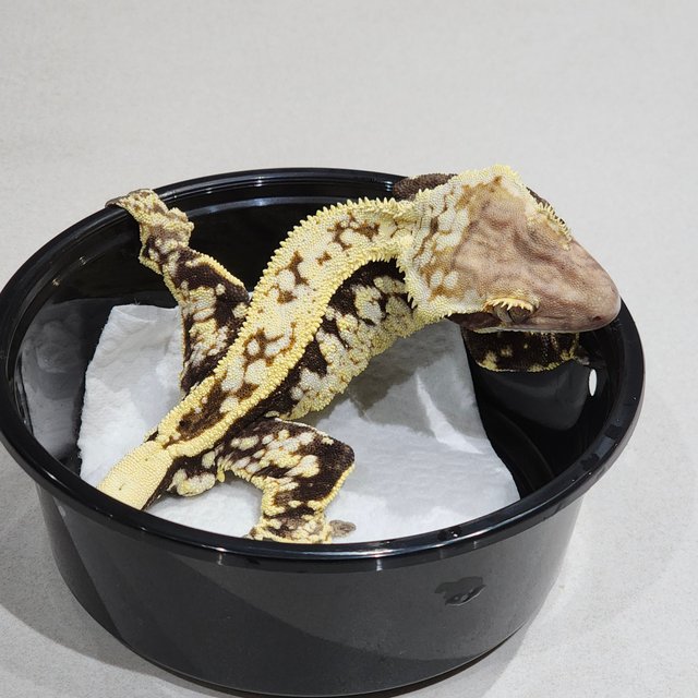 화이트크라운 카푸치노 화이트스팟 풀핀