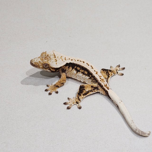 풀핀 드리피 트라이 익스트림할리퀸