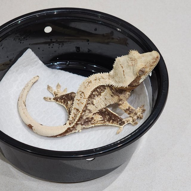 풀핀 드리피 화이트스팟 쿼드