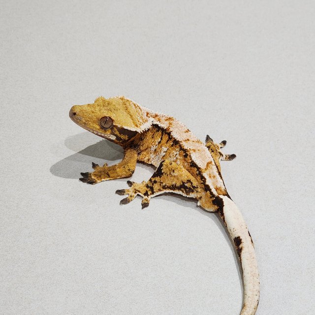 White Crown Tri Extreme Harlequin