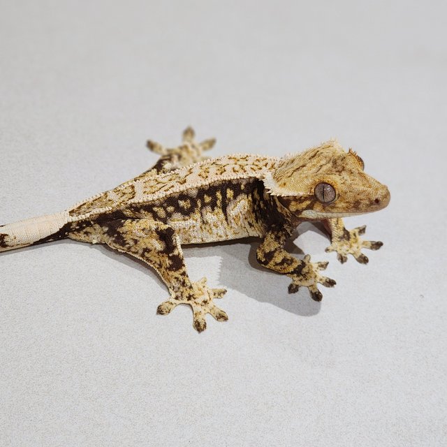 White Crown White Spot Drippy Quad