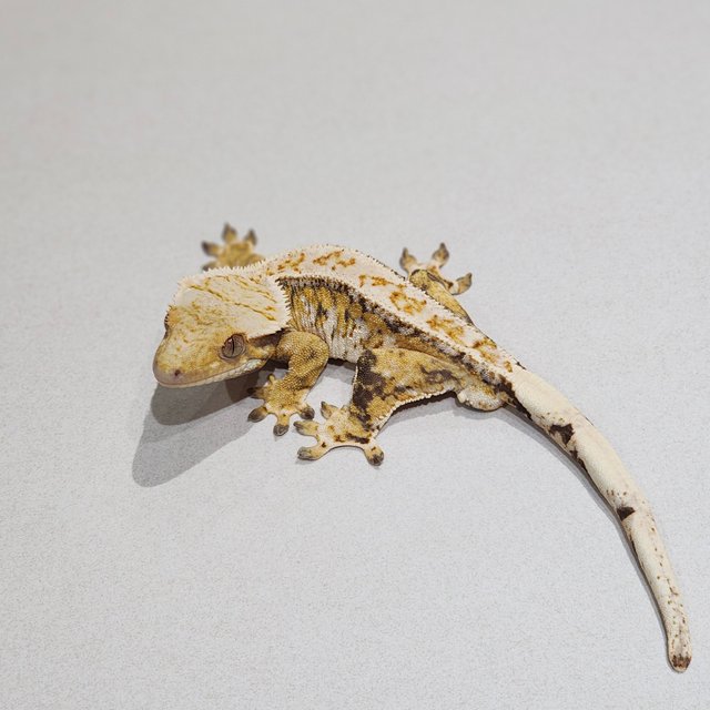 드리피 트라이 익스트림할리퀸 화이트스팟 화이트핀