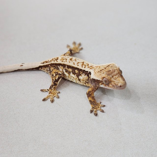 Full Pinstripe Quad White Spot Tri