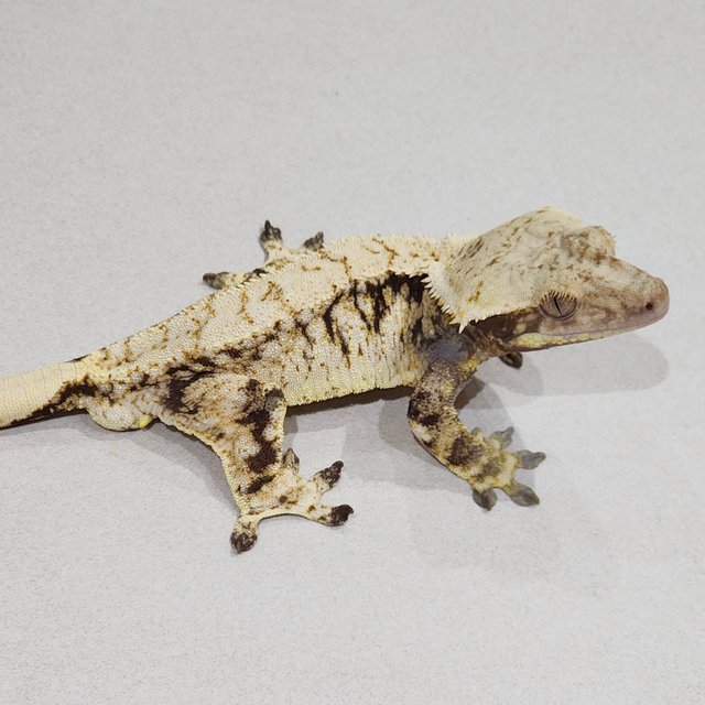 Zengex Drippy White Spot Tri Extreme Harlequin White Pin