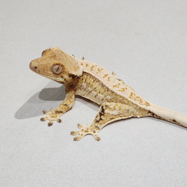 White Crown Extreme Harlequin Tri Full Pinstripe