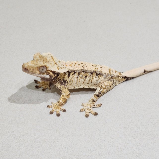 Drippy Tri White Spot White Crown White Pin Extreme Harlequin