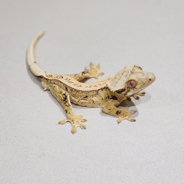 Quad Full Pinstripe White Spot Drippy