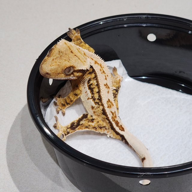 Full Pinstripe Drippy Tri Quad White Spot White Crown