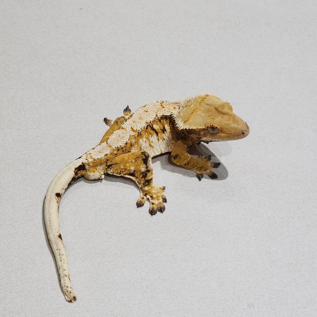 Tri White Spot Extreme Harlequin White Pin