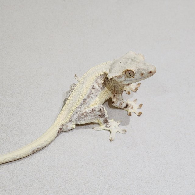 Lilly White