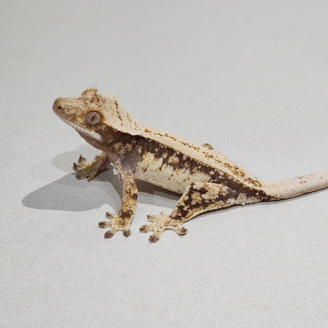 Full Pinstripe Drippy Quad White Spot