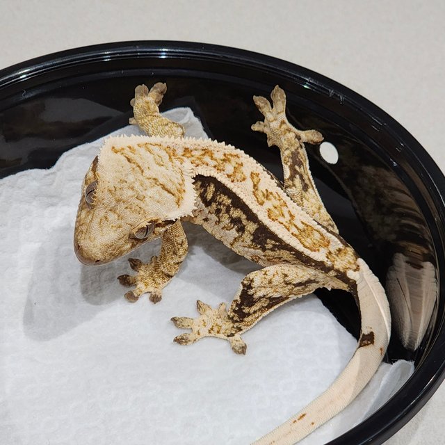 화이트크라운 화이트핀 드리피 화이트스팟