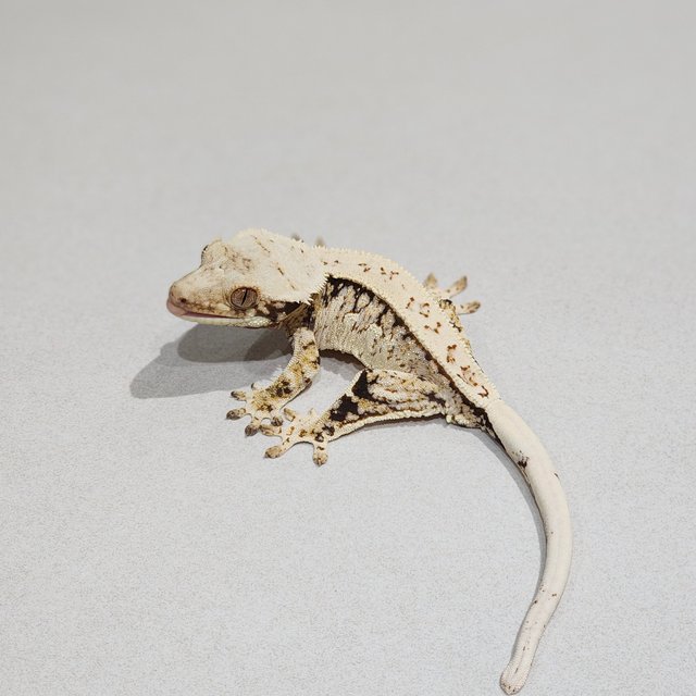 Full Pinstripe Tri Extreme Harlequin White Spot White Pin