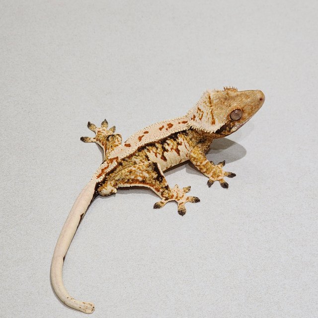 White Spot Extreme Harlequin Tri White Crown