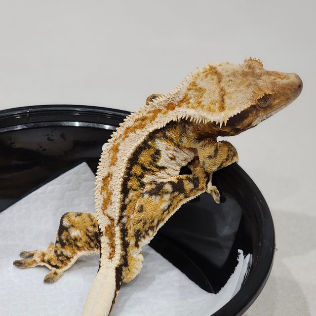 Tri White Spot Drippy White Pin Extreme Harlequin