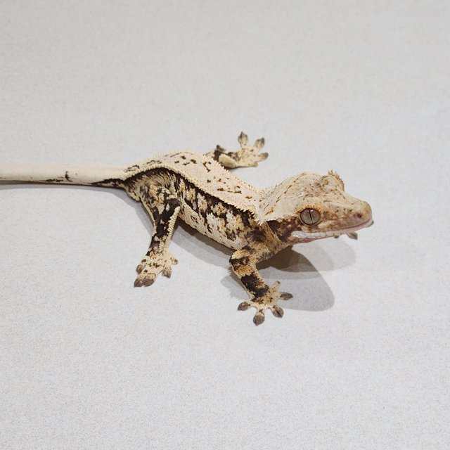 Full Pinstripe Quad White Spot