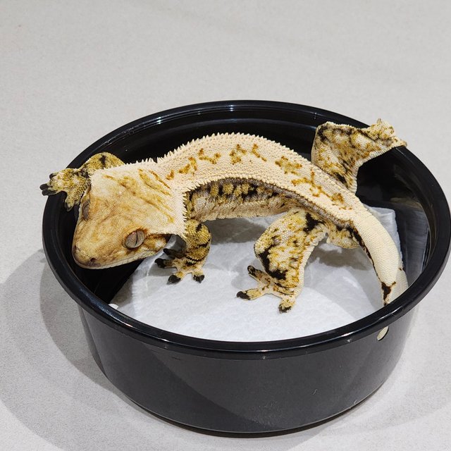 풀핀 드리피 트라이 쿼드 화이트스팟 화이트크라운