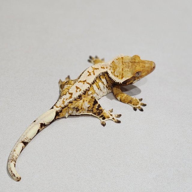 White Spot White Pin Tri Extreme Harlequin Drippy