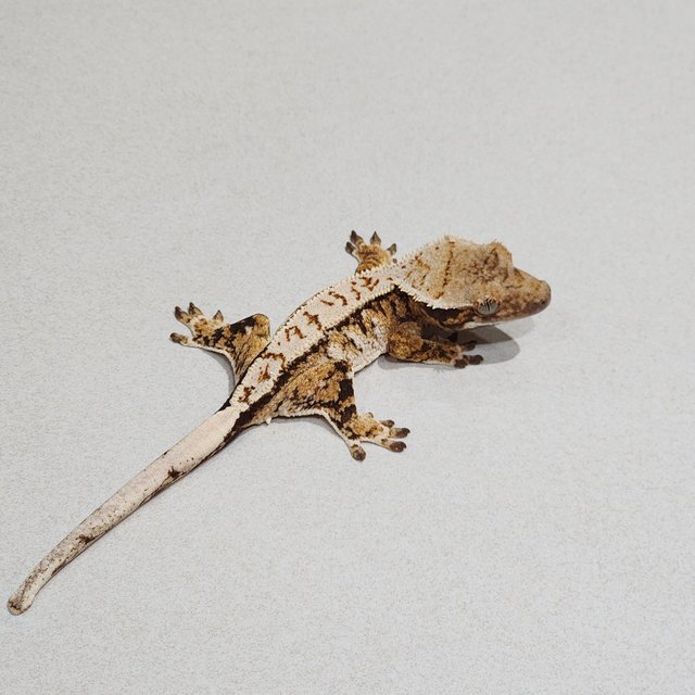 화이트핀 화이트스팟 트라이 익스트림할리퀸