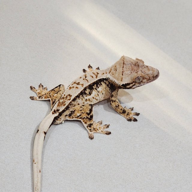 Tri Drippy White Spot White Pin