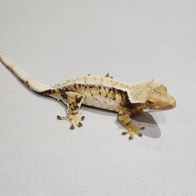 White Spot Tri White Crown White Pin Extreme Harlequin