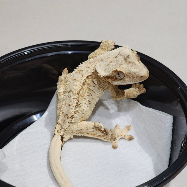 Cream Drippy White Spot