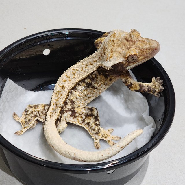 Quad White Spot White Crown