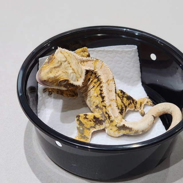 트라이 익스트림할리퀸 드리피